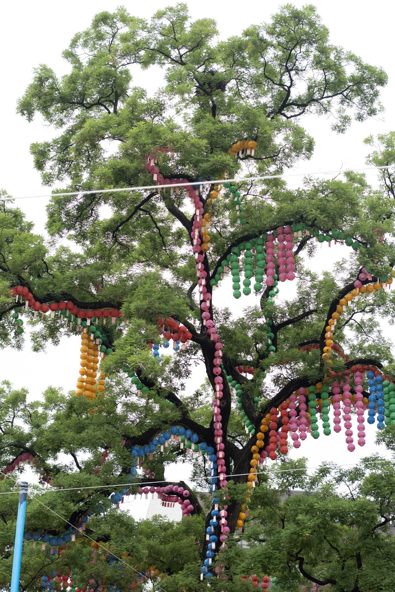 KOREA PHOTOS 2025-56.jpg