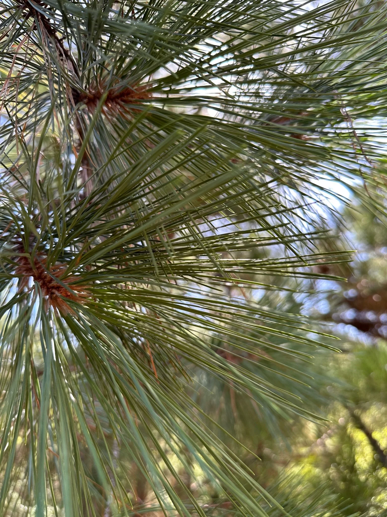 MSLA June 2026 Meeting