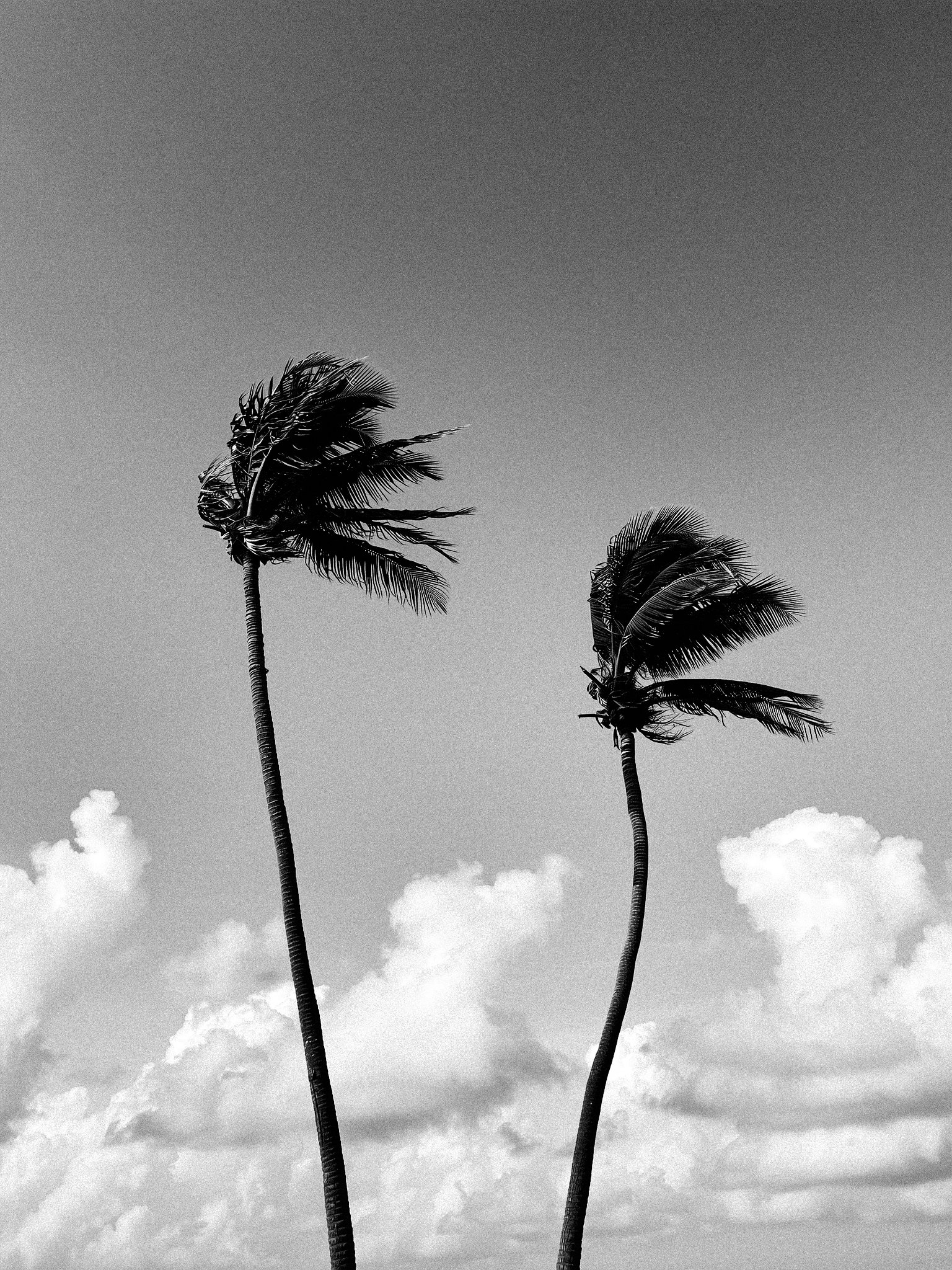 strong wave studio