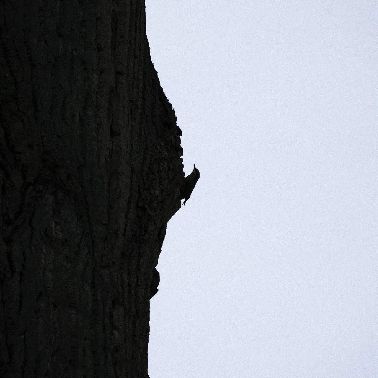 2025-12-08_11-07-10_X-T50_DSF7579 Large.jpeg