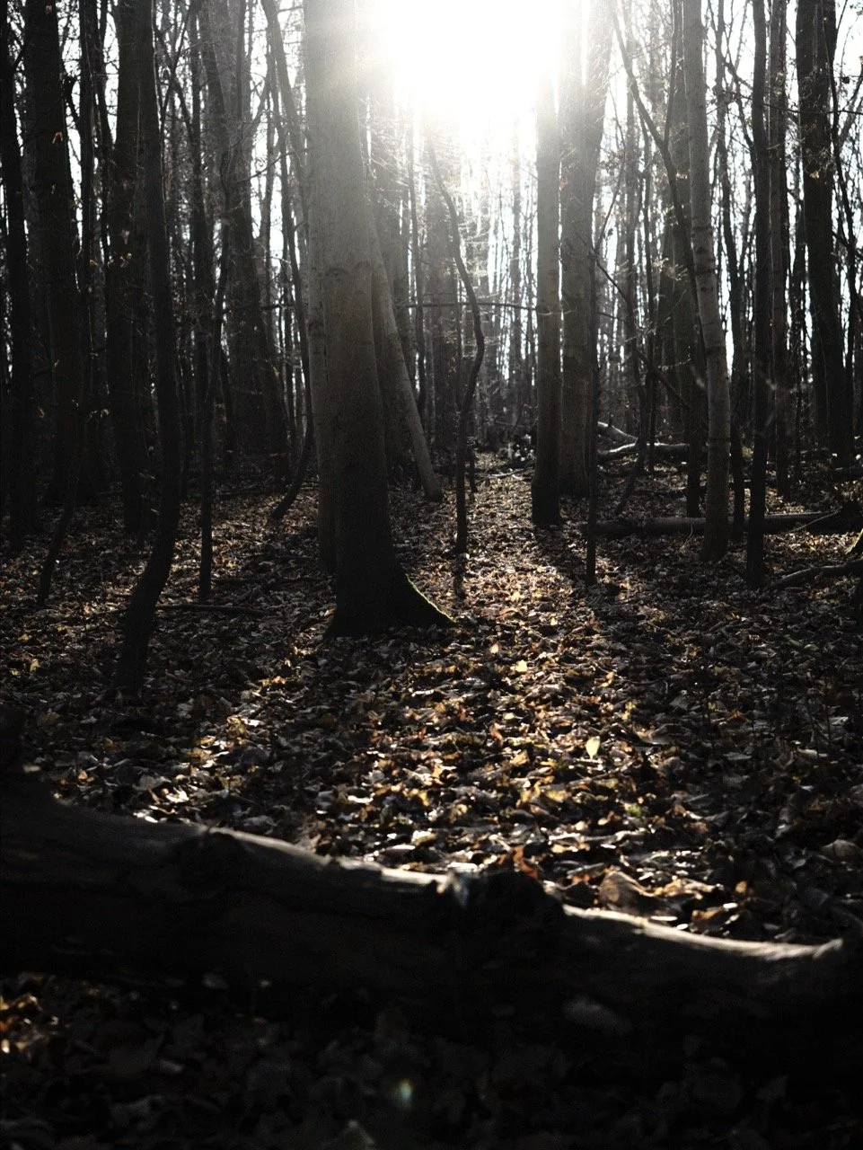 2025-12-14_14-17-44_X-T50_DSF7894 Large.jpeg