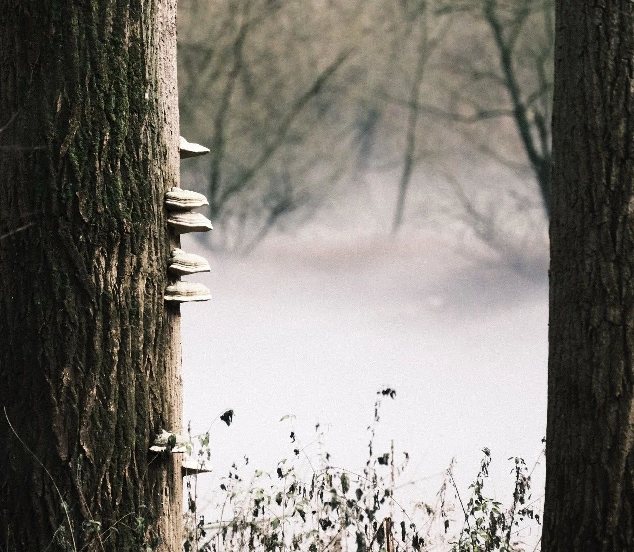 2025-12-08_10-55-33_X-T50_DSF7566 Large.jpeg