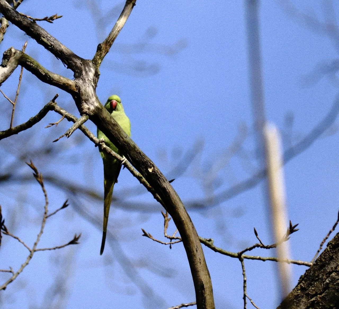 2025-12-08_11-19-20_X-T50_DSF7608 Large.jpeg