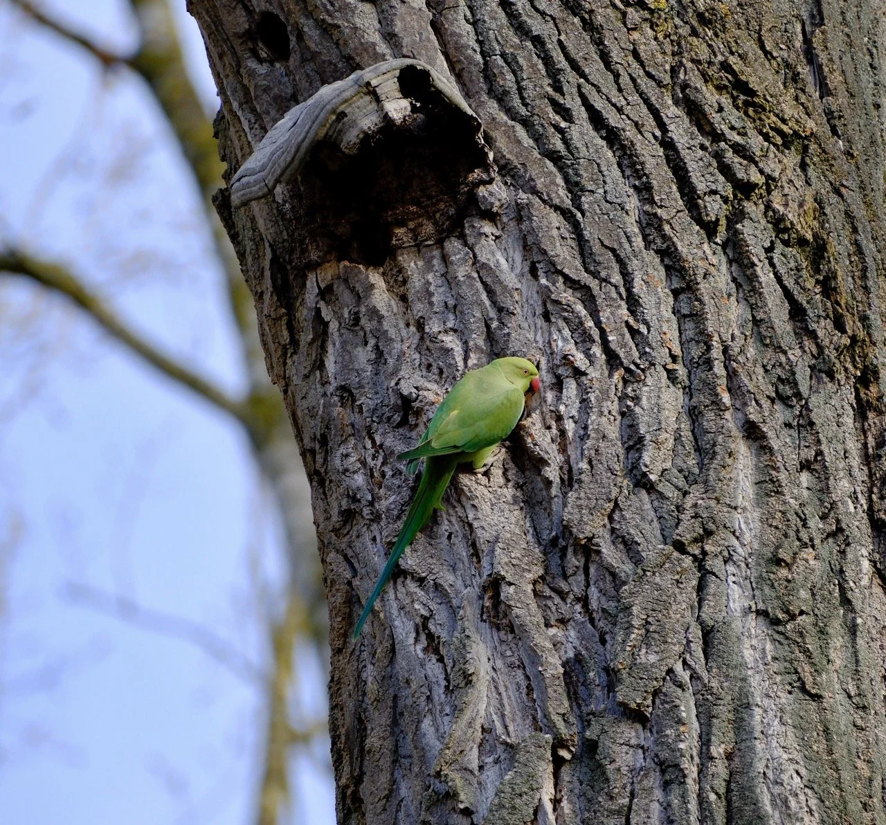 2025-12-08_11-23-23_X-T50_DSF7667 Large.jpeg