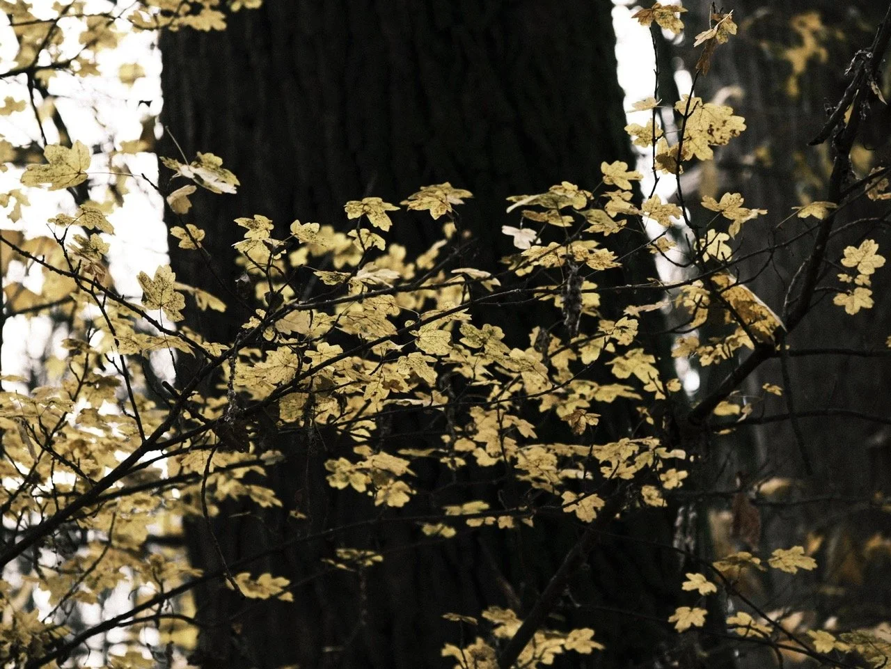 2025-12-08_10-53-57_X-T50_DSF7565 Large.jpeg