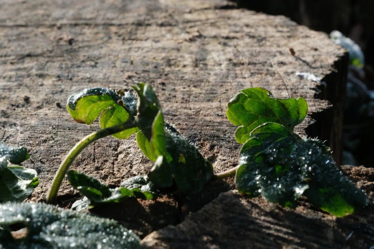 2025-12-27_12-28-48_X-T50_DSCF9718 Large.jpeg