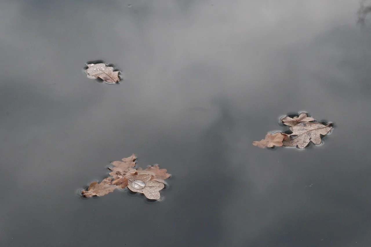 2025-12-08_10-41-16_X-T50_DSF7500 Large.jpeg