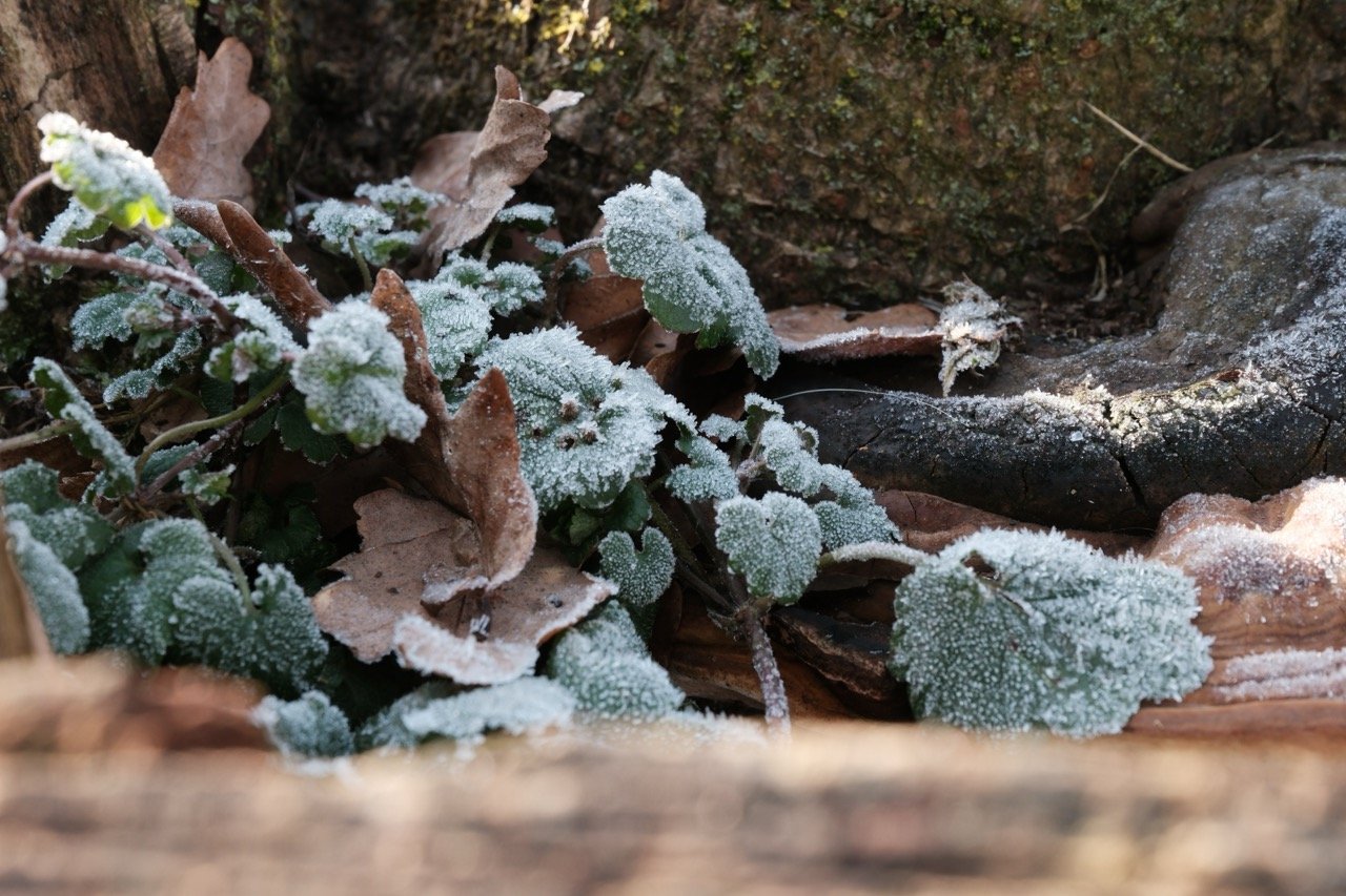 2025-12-27_12-28-53_X-T50_DSCF9719 Large.jpeg