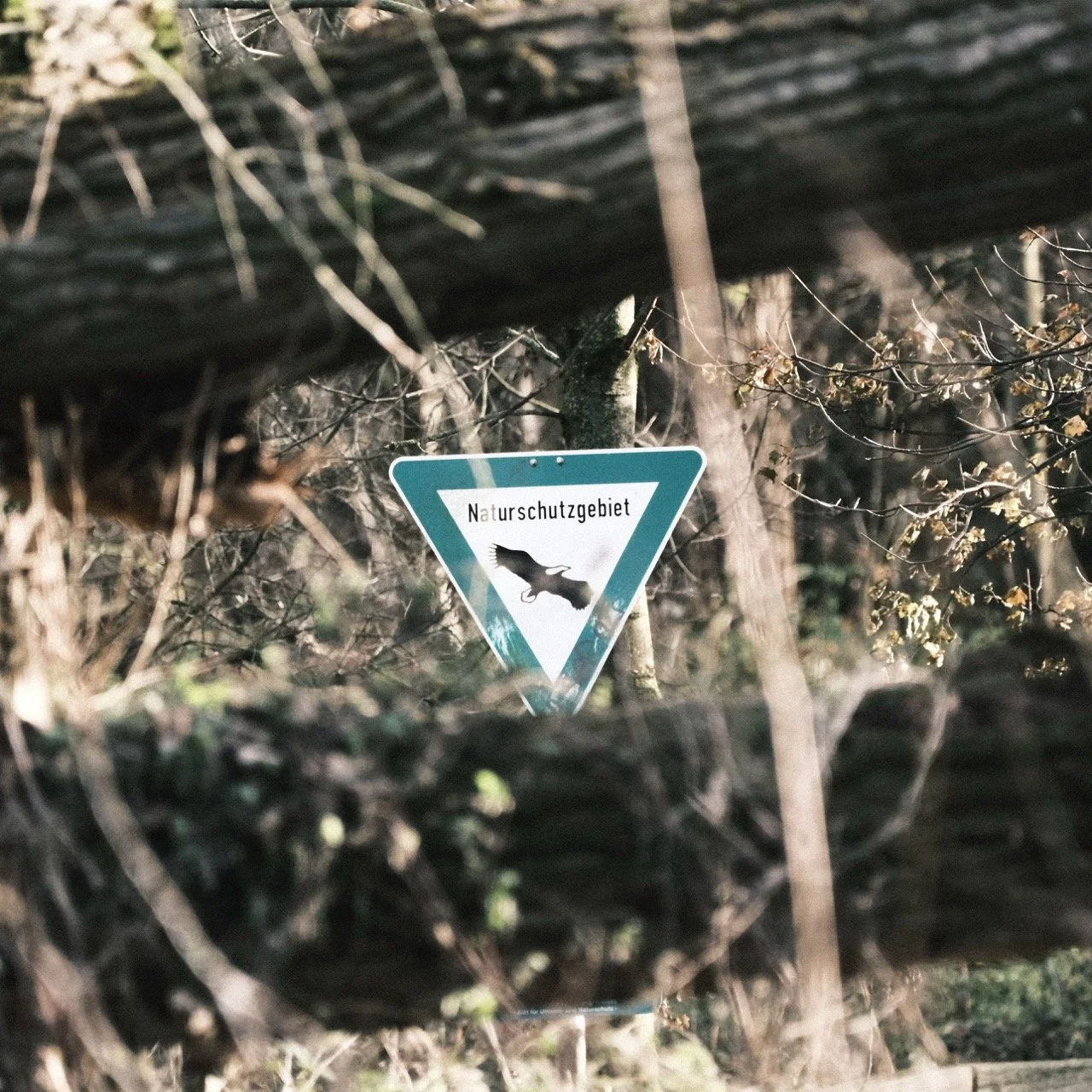 2025-12-08_11-08-15_X-T50_DSF7582 Large.jpeg