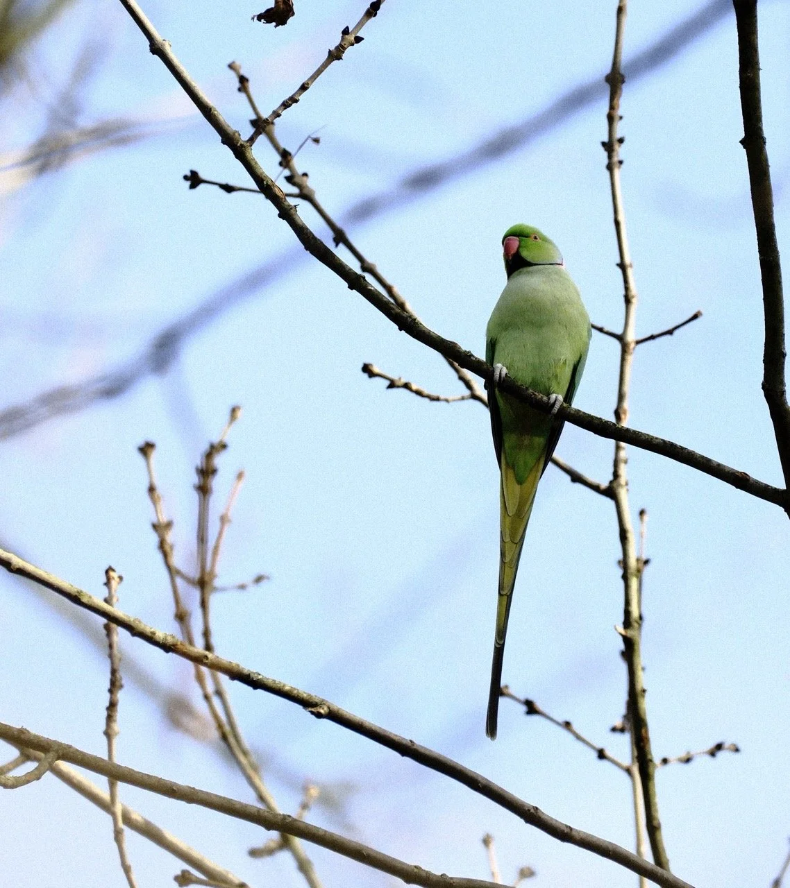 2025-12-08_11-21-44_X-T50_DSF7655 Large.jpeg