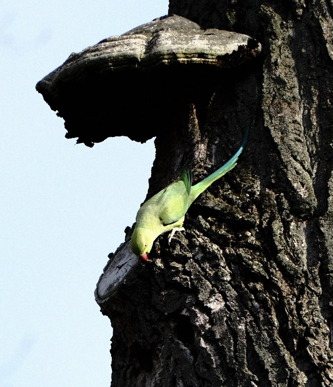 2025-12-08_11-20-18_X-T50_DSF7636 Large.jpeg