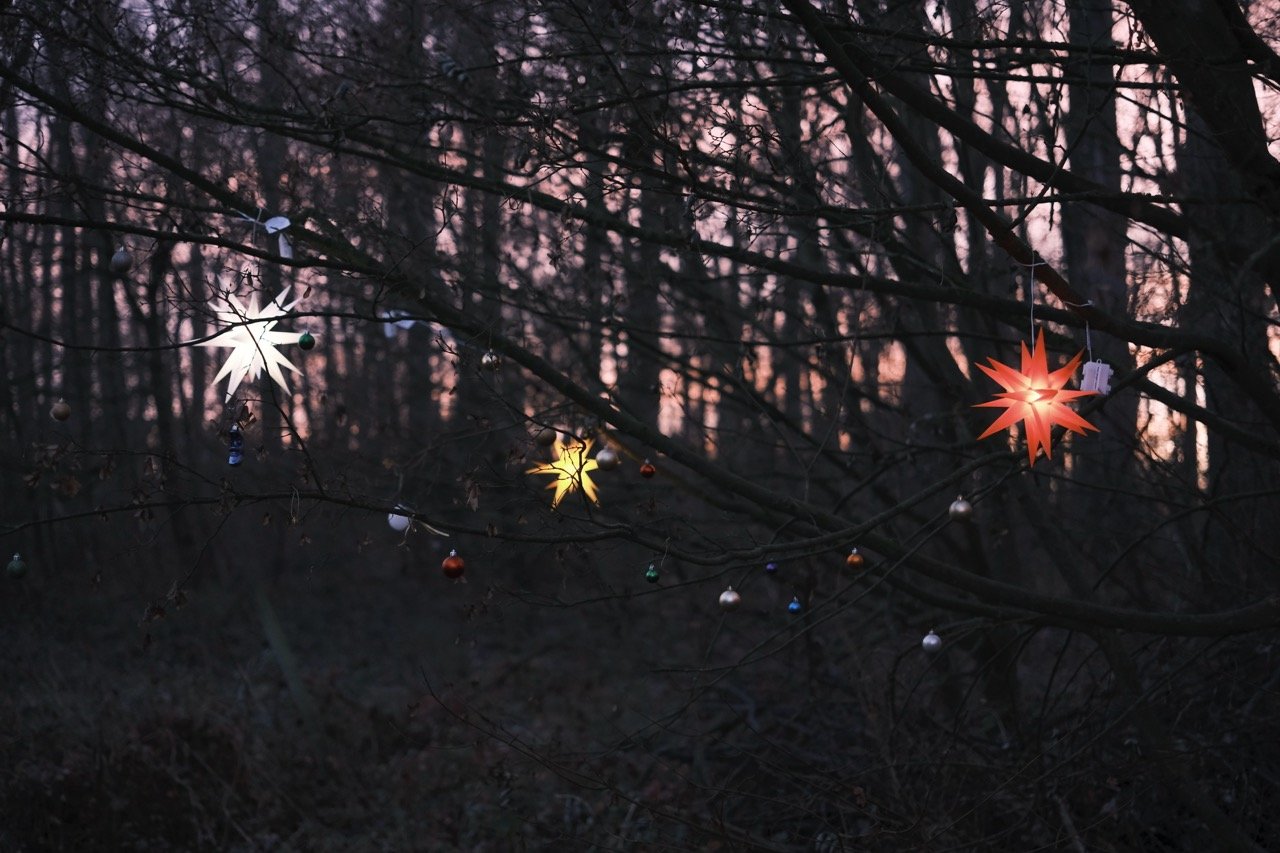 2025-12-18_08-09-59_X-T50_DSF7943 Large.jpeg