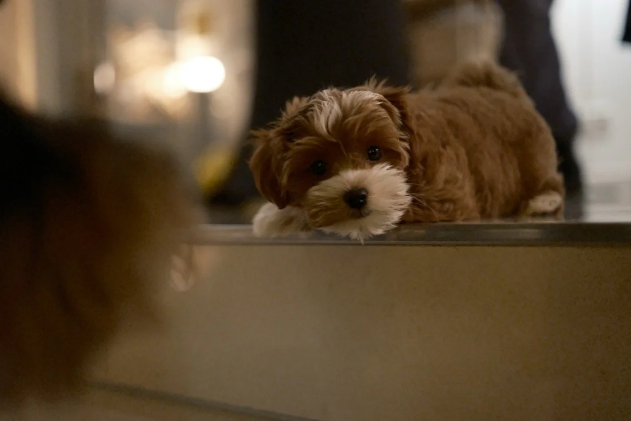 2025-12-31_19-28-27_X-T50_DSCF9975 Large.jpeg