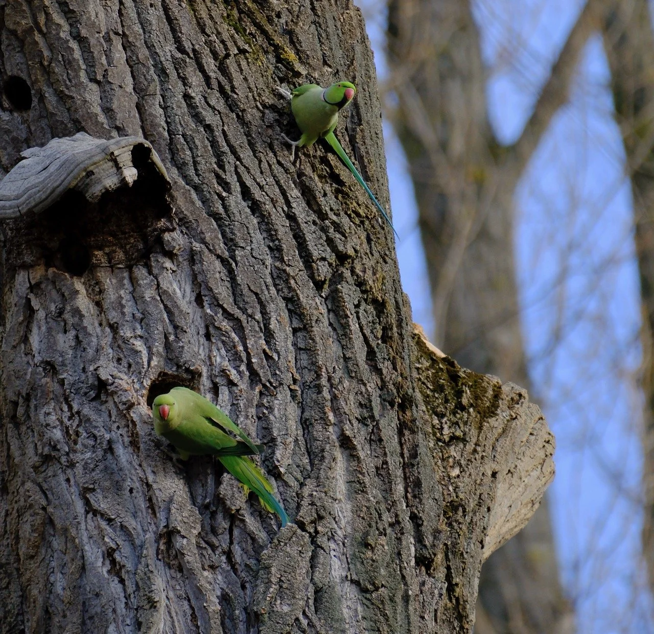 2025-12-08_11-25-02_X-T50_DSF7690 Large.jpeg