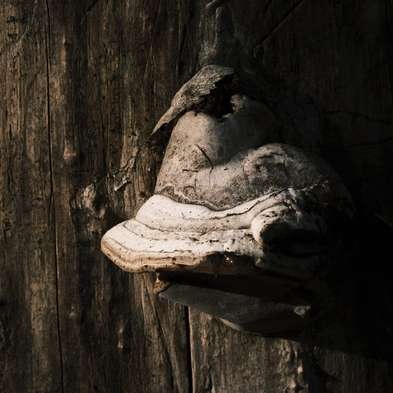 2025-12-08_11-12-29_X-T50_DSF7590 Large.jpeg