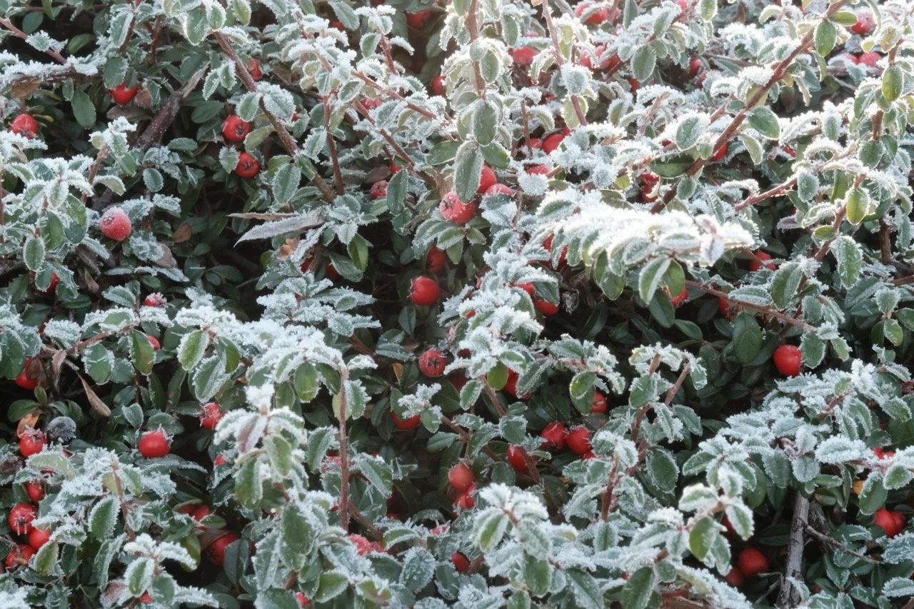 2025-12-27_11-49-19_X-T50_DSCF9706 Large.jpeg