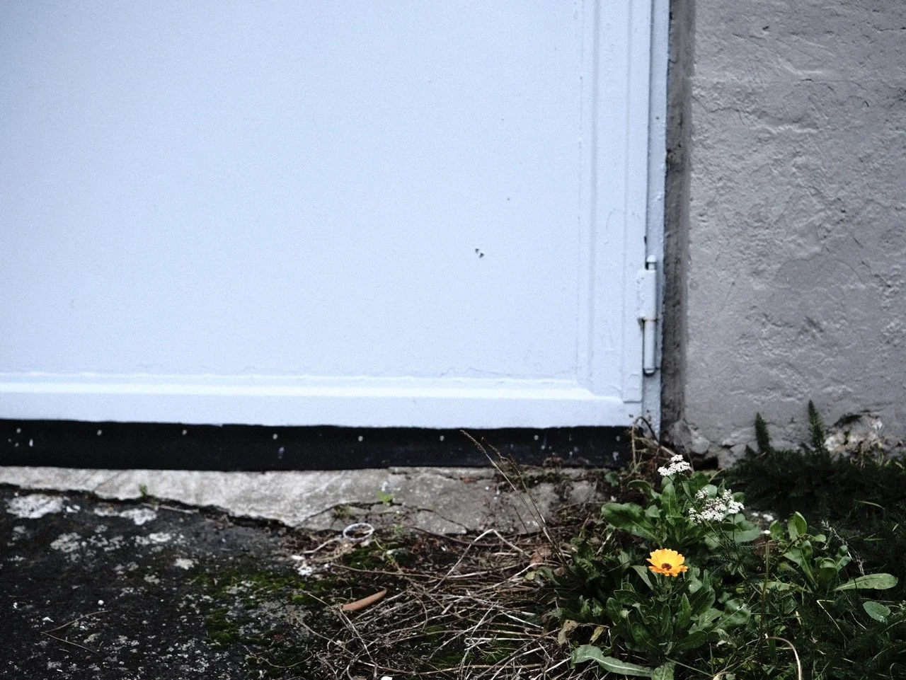 2025-12-14_11-36-51_X-T50_DSF7853 Large.jpeg