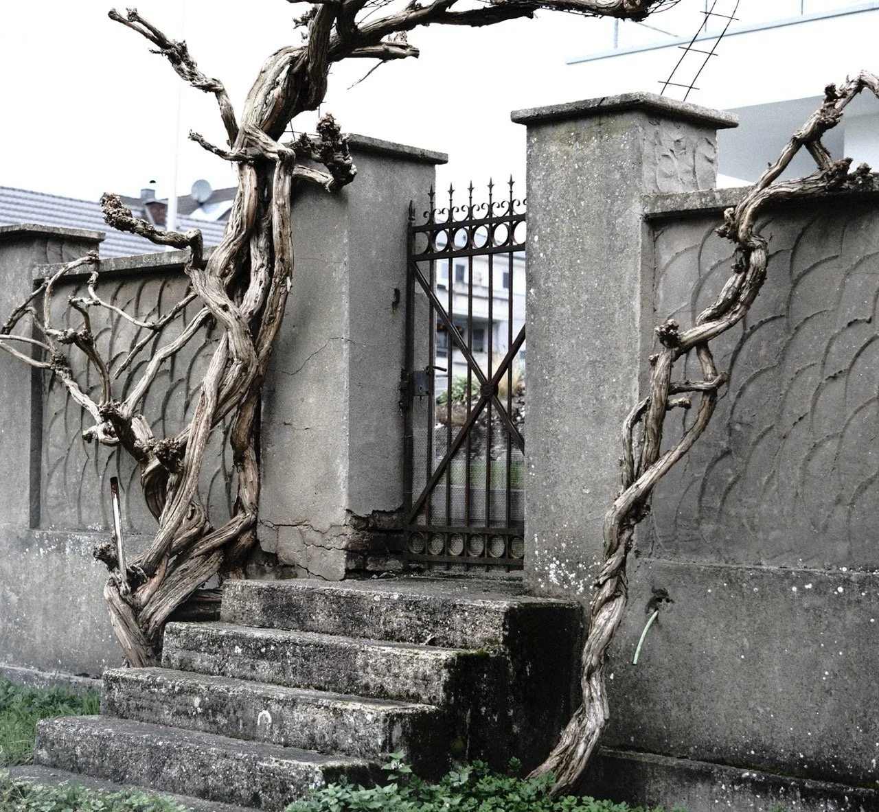 2025-12-14_11-33-02_X-T50_DSF7851 Large.jpeg