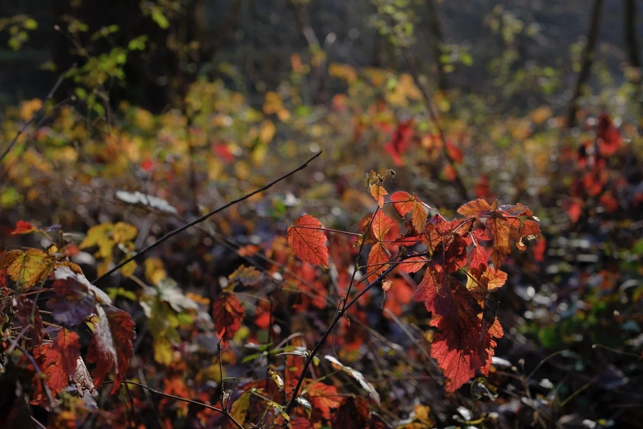 2025-12-12_12-48-54_X-T50_DSF7795 Large.jpeg