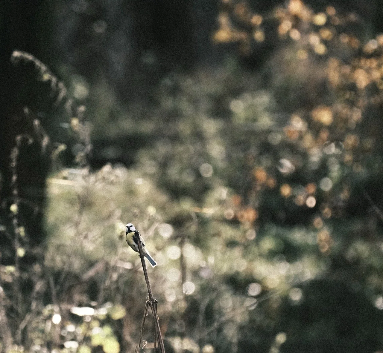 2025-12-08_11-02-23_X-T50_DSF7572 Large.jpeg