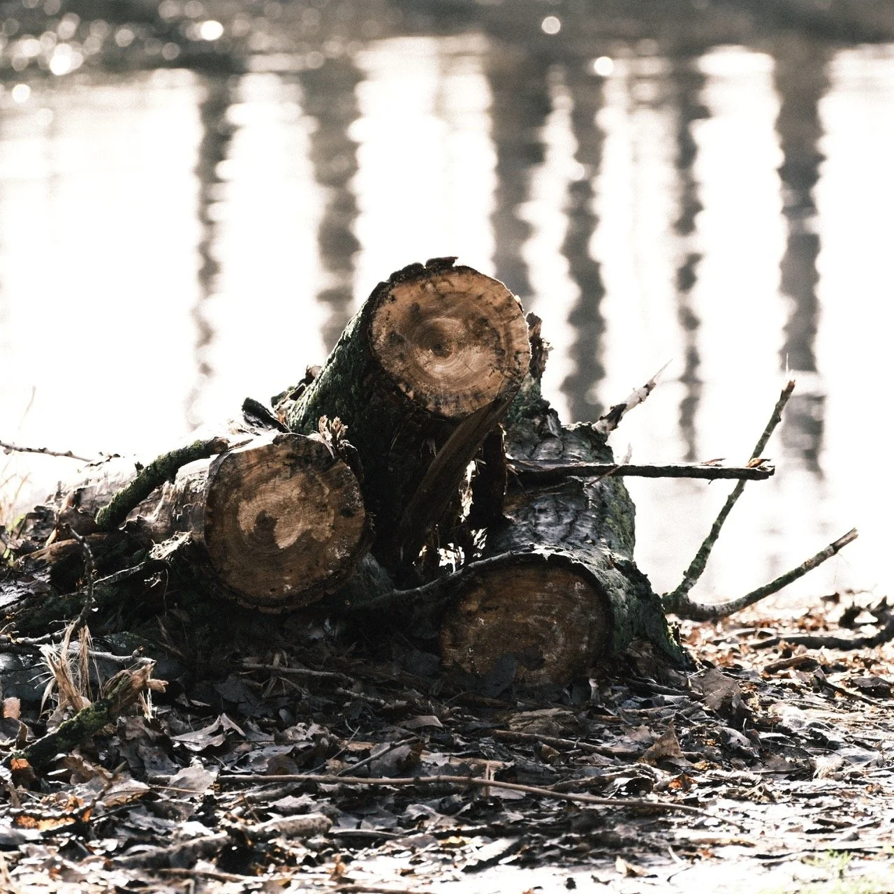 2025-12-08_11-11-05_X-T50_DSF7587 Large.jpeg