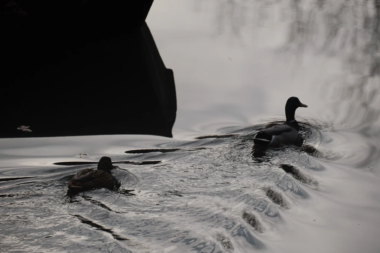 2025-12-08_10-37-41_X-T50_DSF7480 Large.jpeg