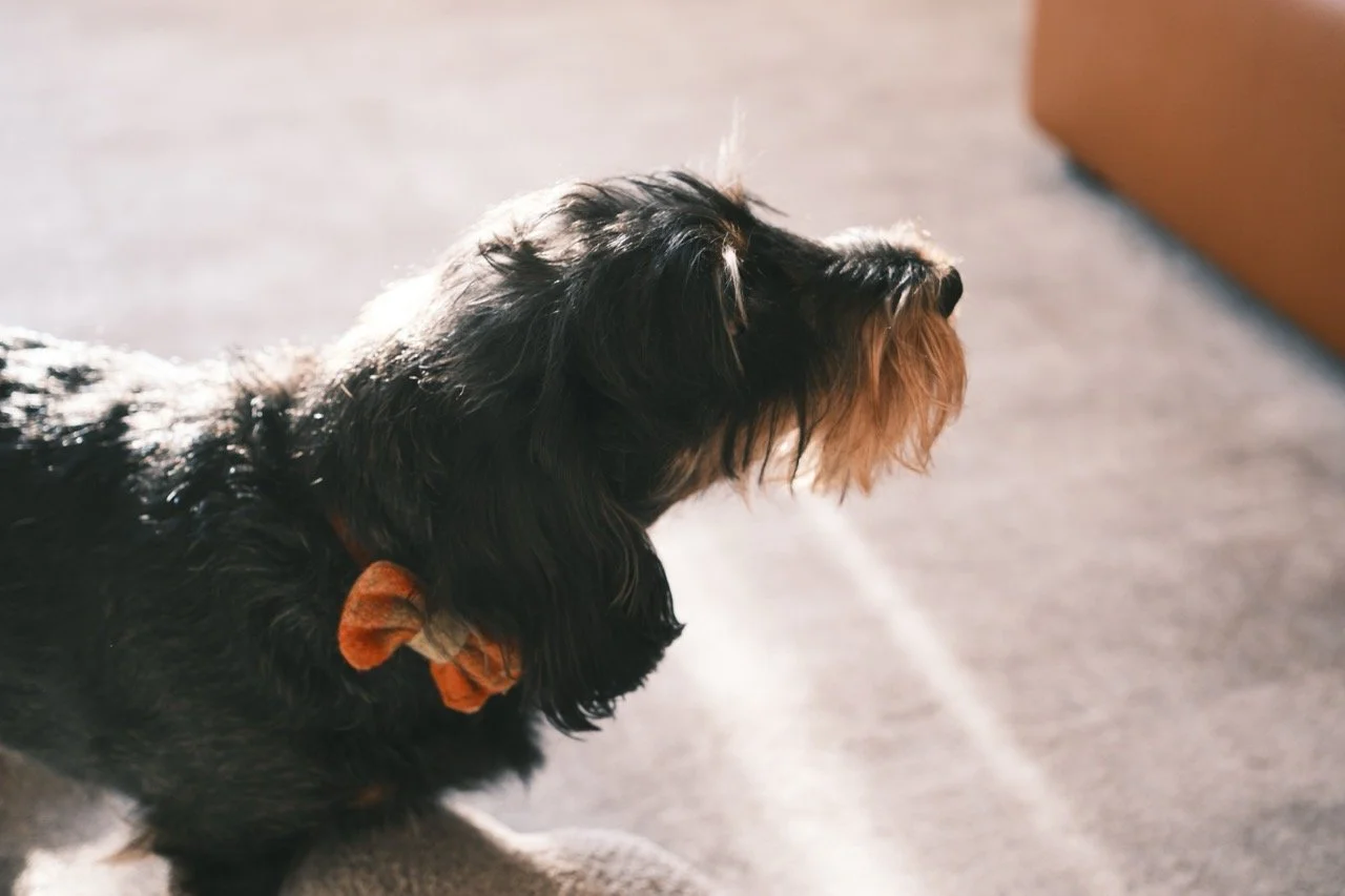 2025-12-25_11-22-57_X-T50DSCF9487 Large.jpeg