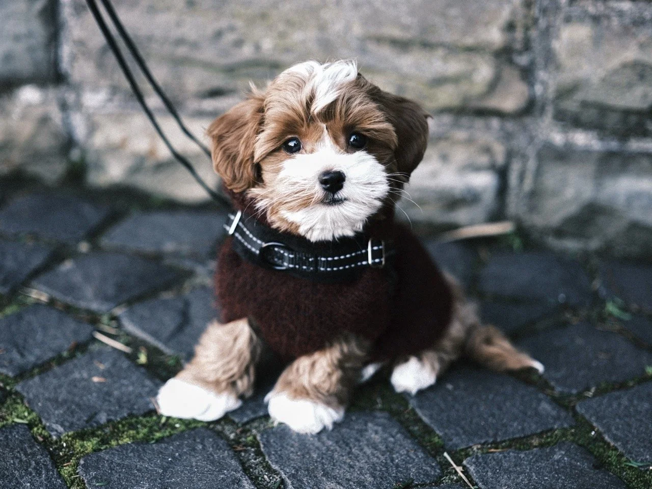 2025-12-21_14-33-53_X-T50_DSF8006 Large.jpeg