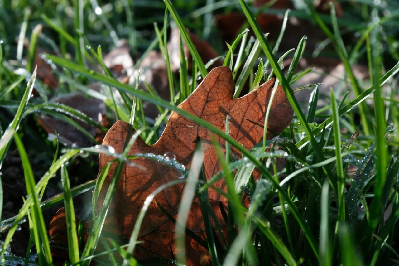 2025-12-27_12-31-45_X-T50_DSCF9730 Large.jpeg