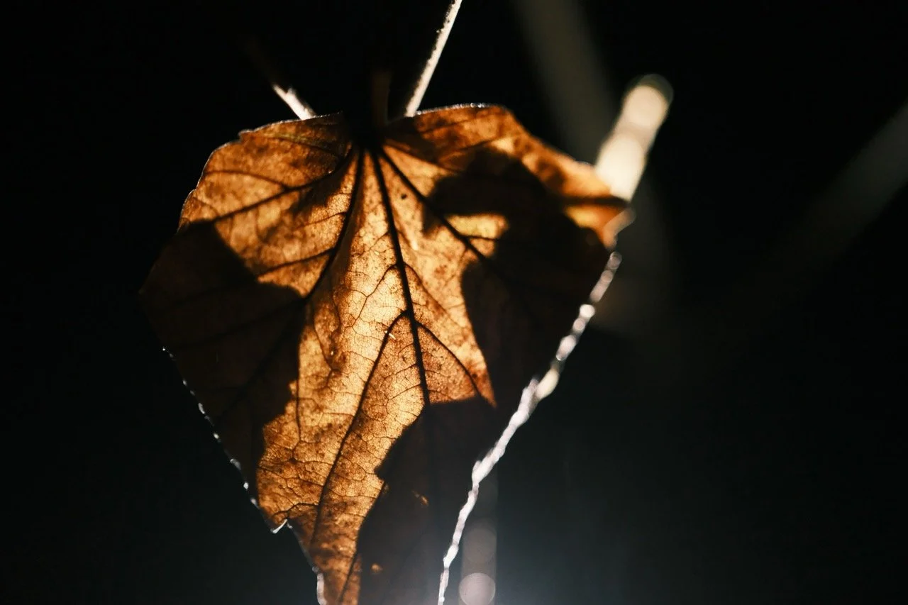 2025-12-28_20-33-41_X-T50_DSCF9866 Large.jpeg