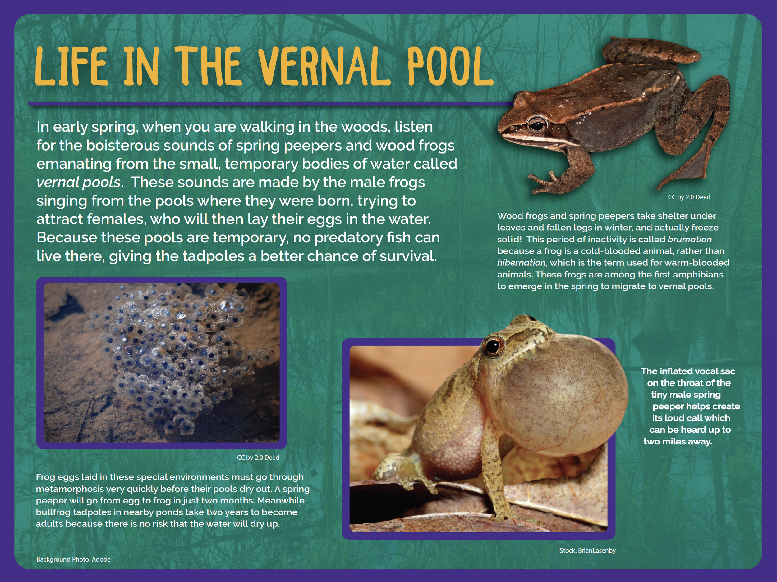 Panel 1 Vernal Pool.png
