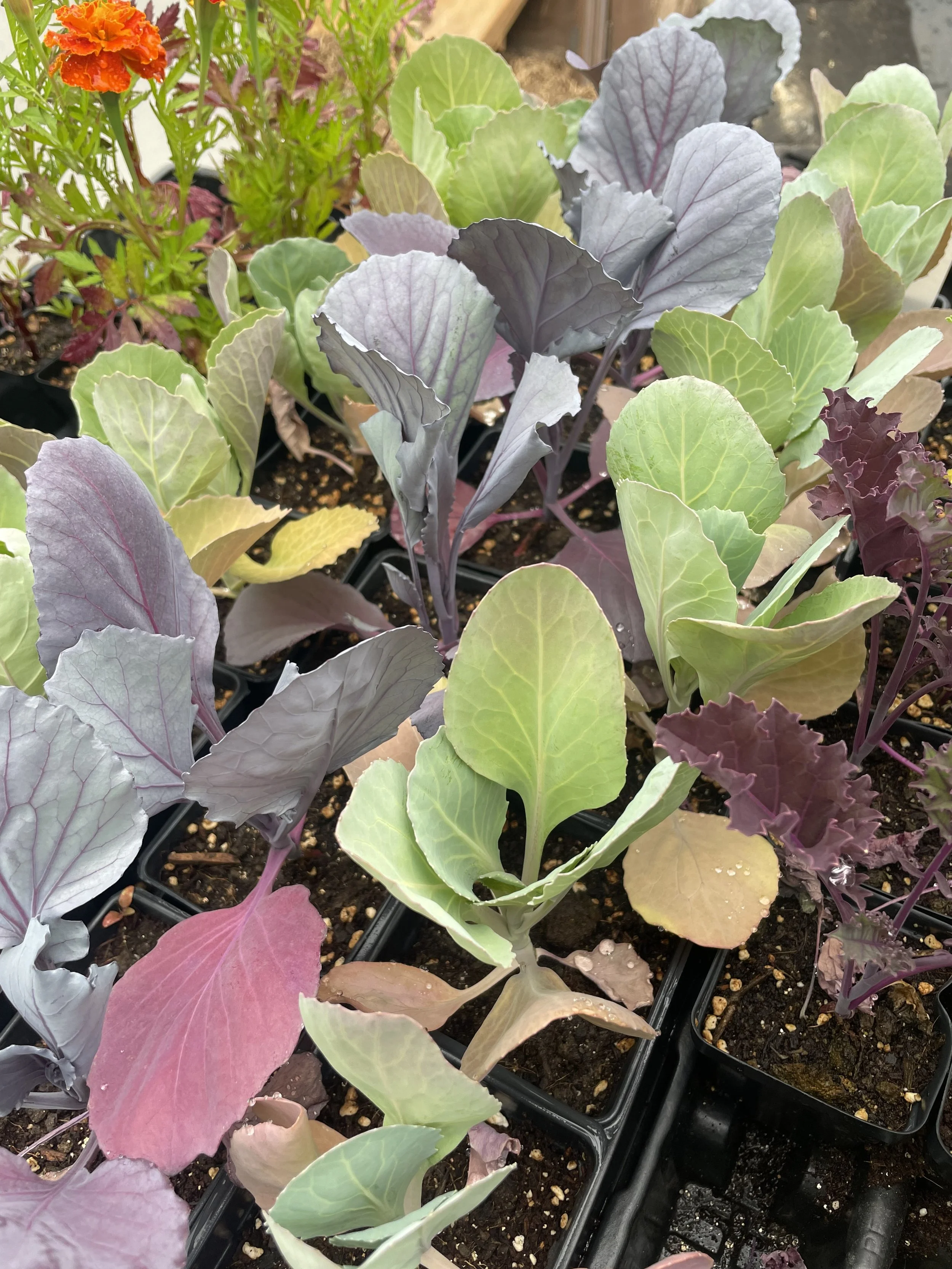 Vegetable sprouts from Garden Dreams MKE greenhouse