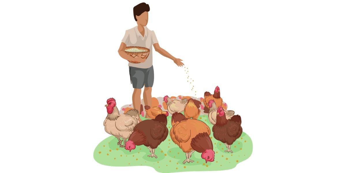 Usimwage Mtama Kwenye Kuku Wengi