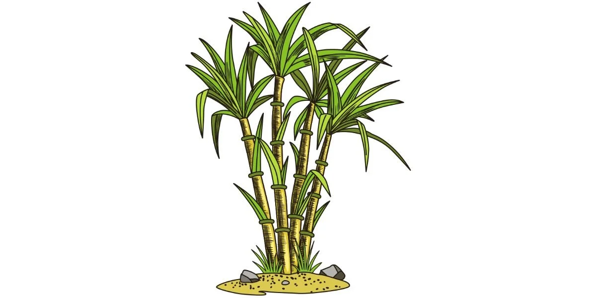 Ganda La Muwa La Jana Chungu Kaona Kivuno