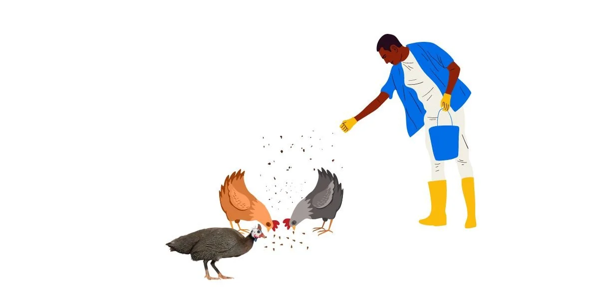 Kisa Cha Kuku Na Kanga