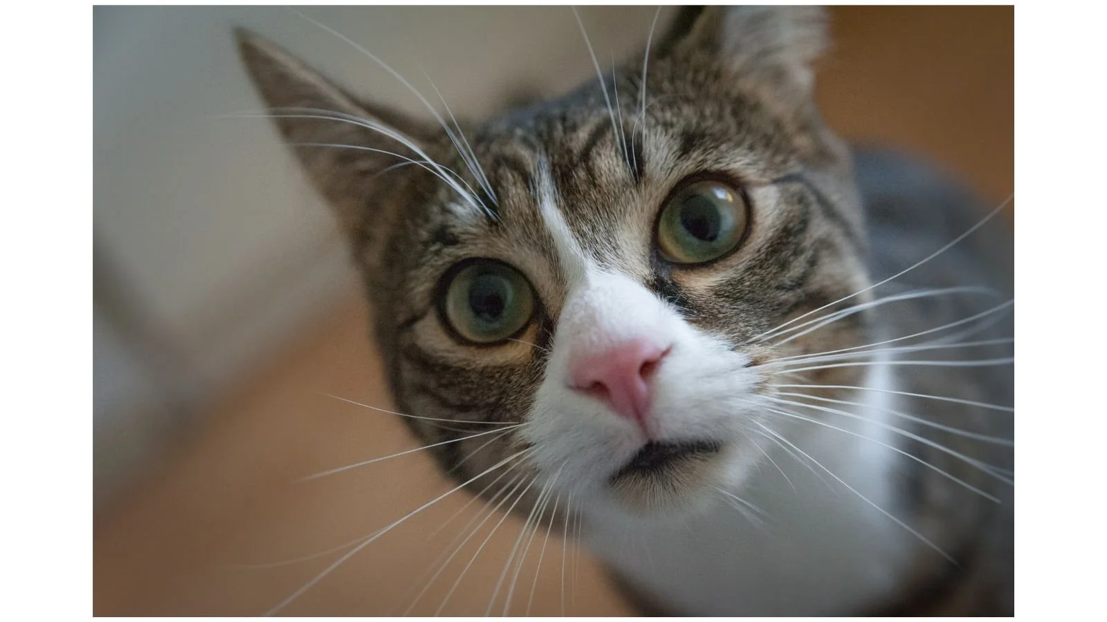 Paka Akikuambia Akulindie Samaki Wako, Usikubali