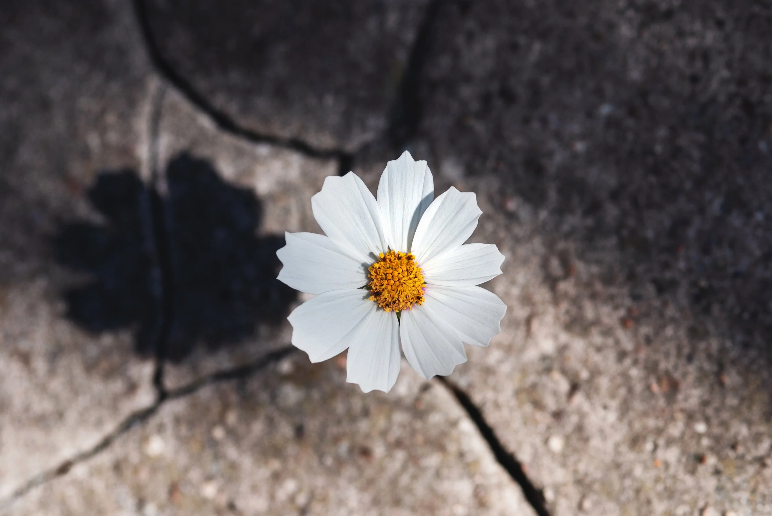 Rule No. 17: YOUR GREATEST WEAKNESS CAN BECOME YOUR GREATEST STRENGTH