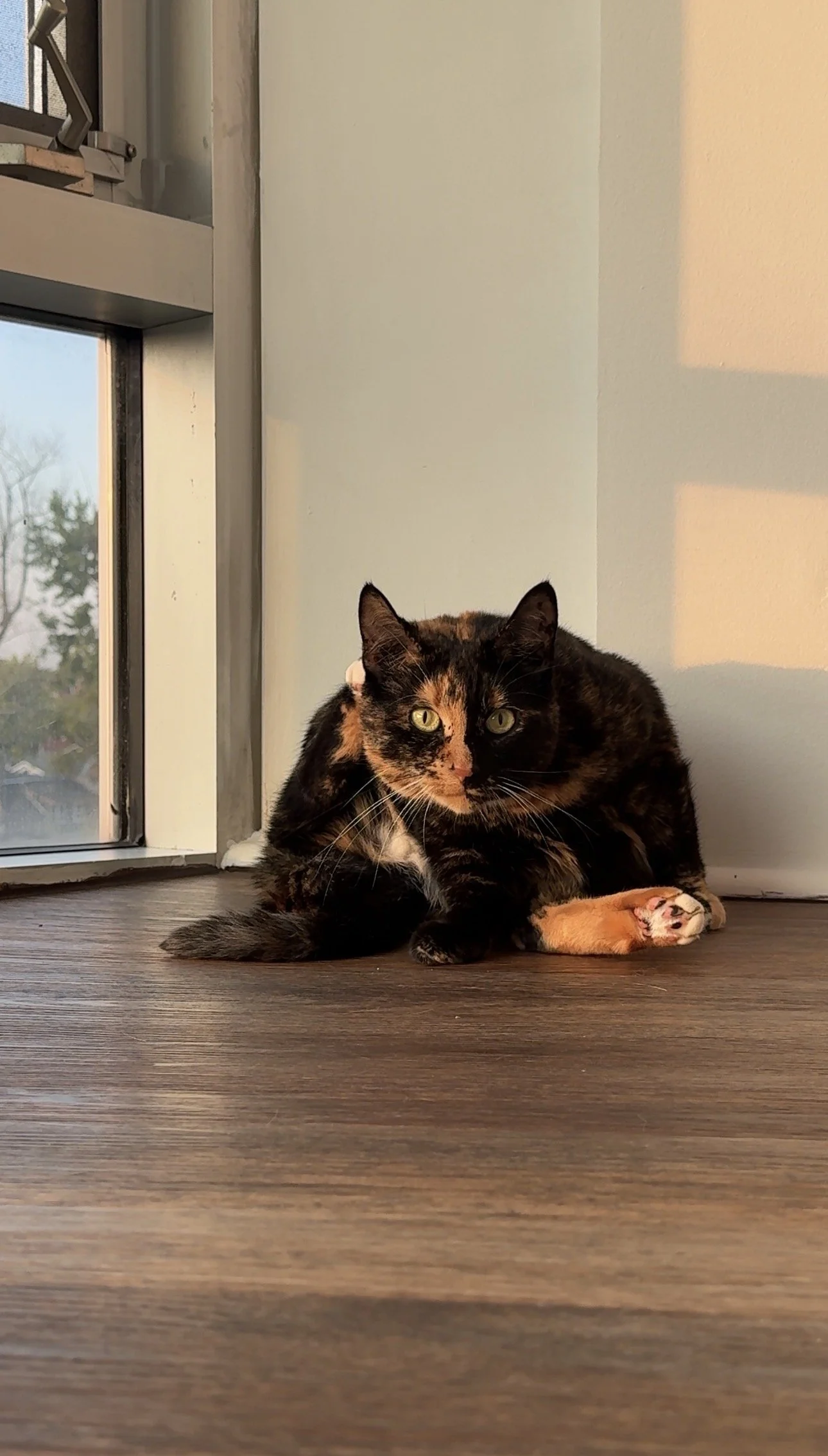 Suki, a tortoiseshell cat, sitting in a sunbeam by a window