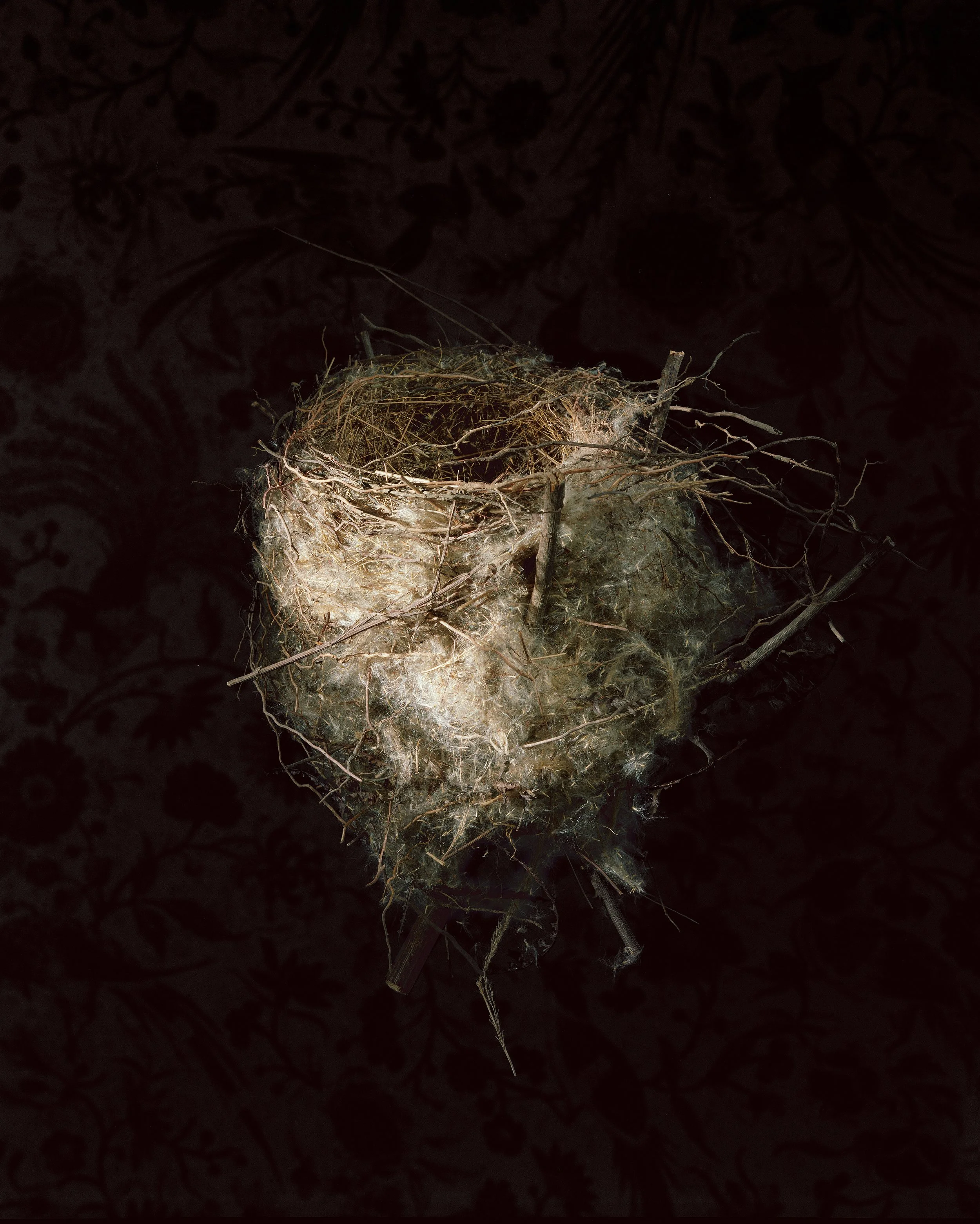 Richard Barnes, “Long-Tailed Shrike,” 2000. 40.5”, x 32”, archival pigment print.