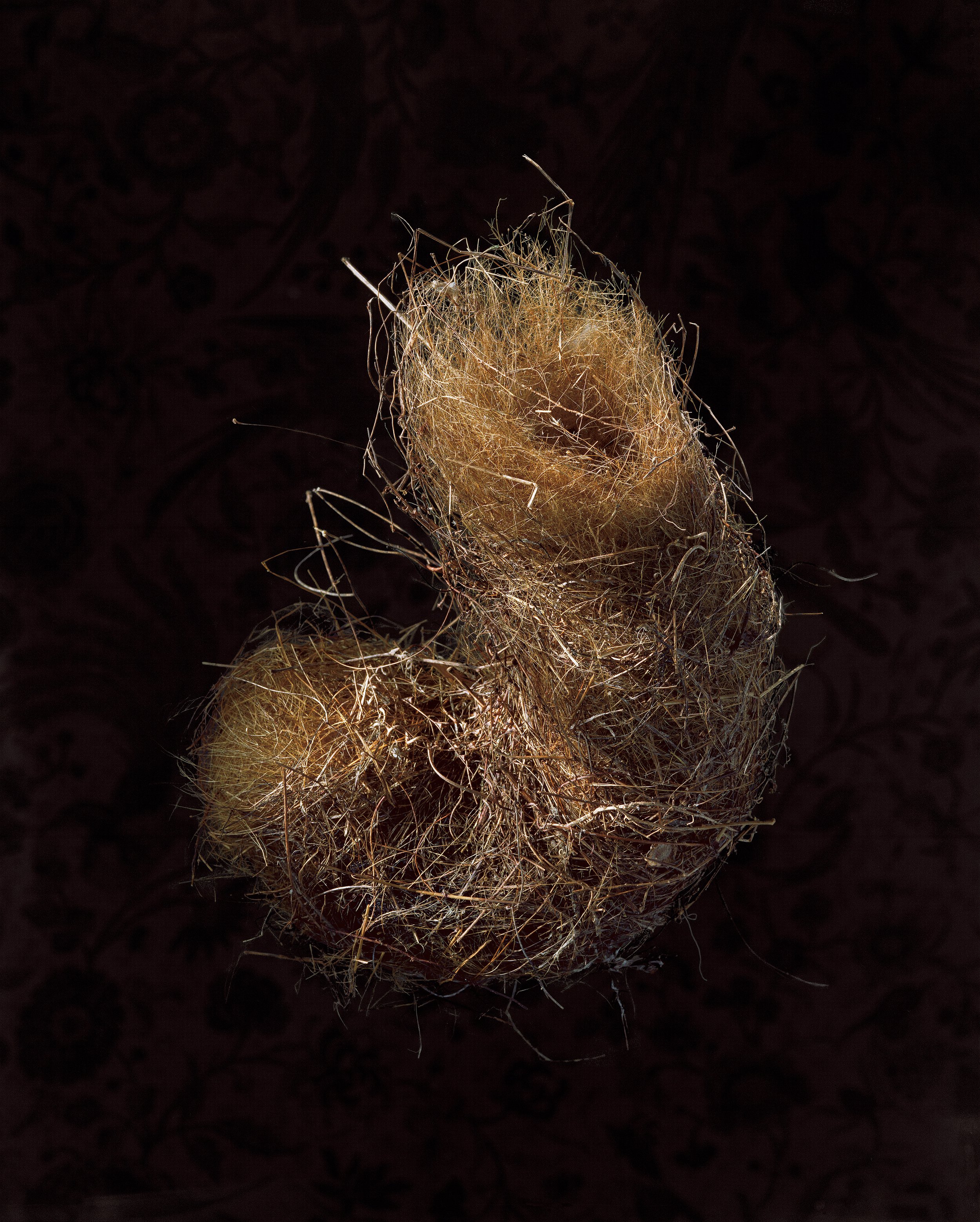 Richard Barnes, “Banded Wren,” 2000. 40.5”, x 32”, archival pigment print.