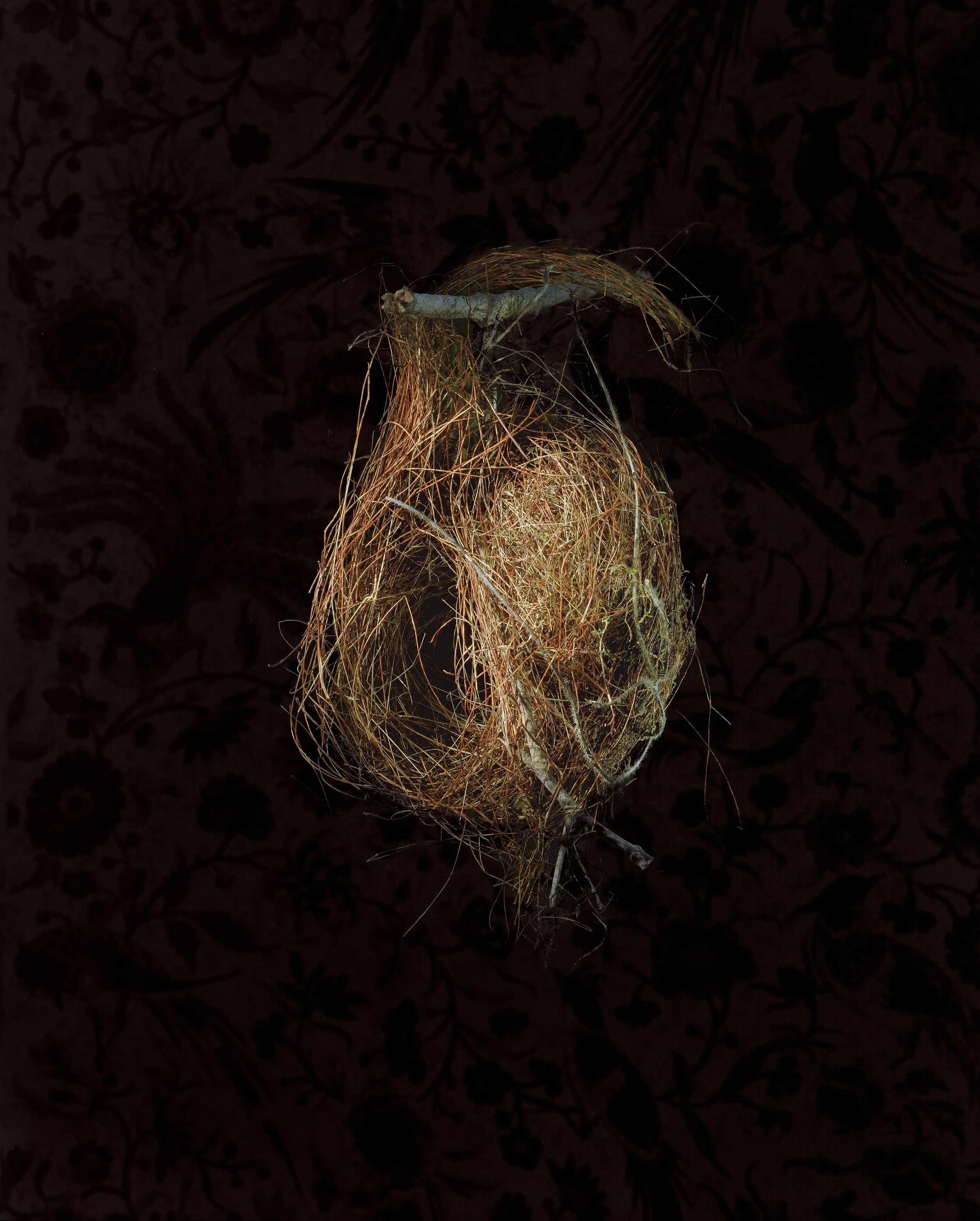 Richard Barnes, “Stripe-Throated Wren,” 2000. 40.5”, x 32”, archival pigment print.