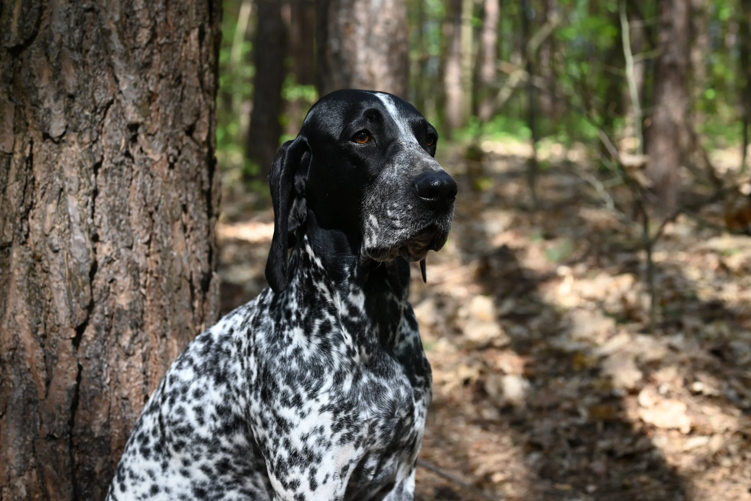 DSC_1852.JPG