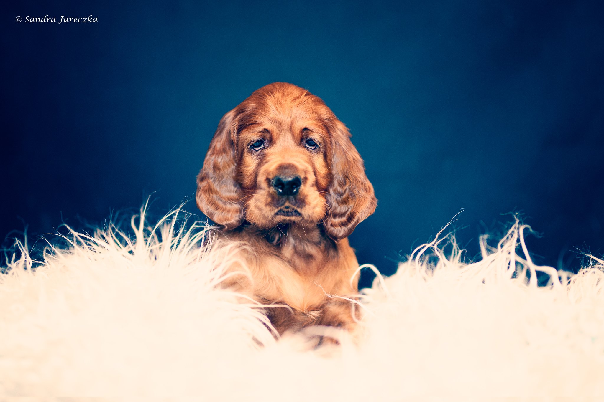 QUENTIN'S MARV(1).jpg