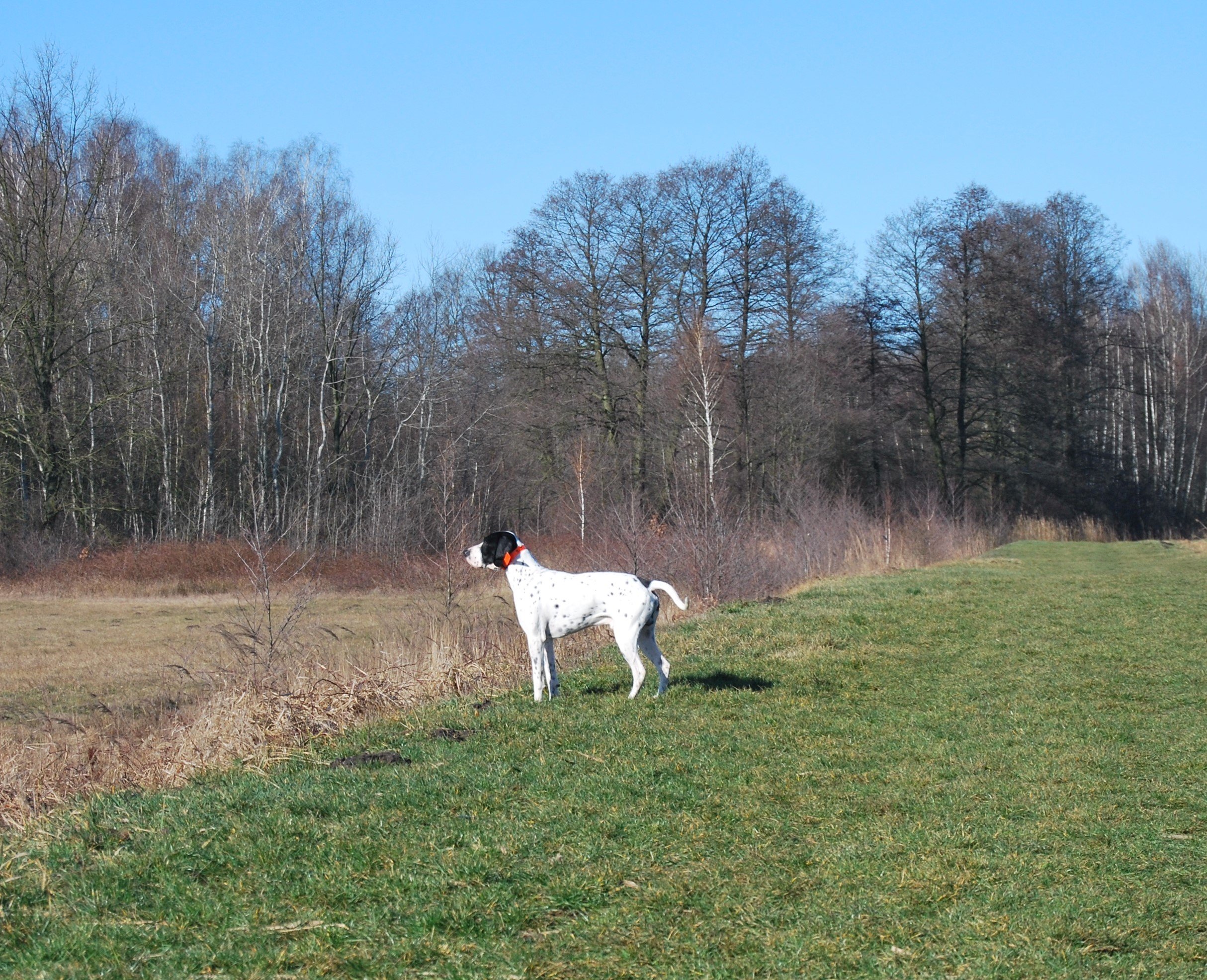 DSC_7994.JPG