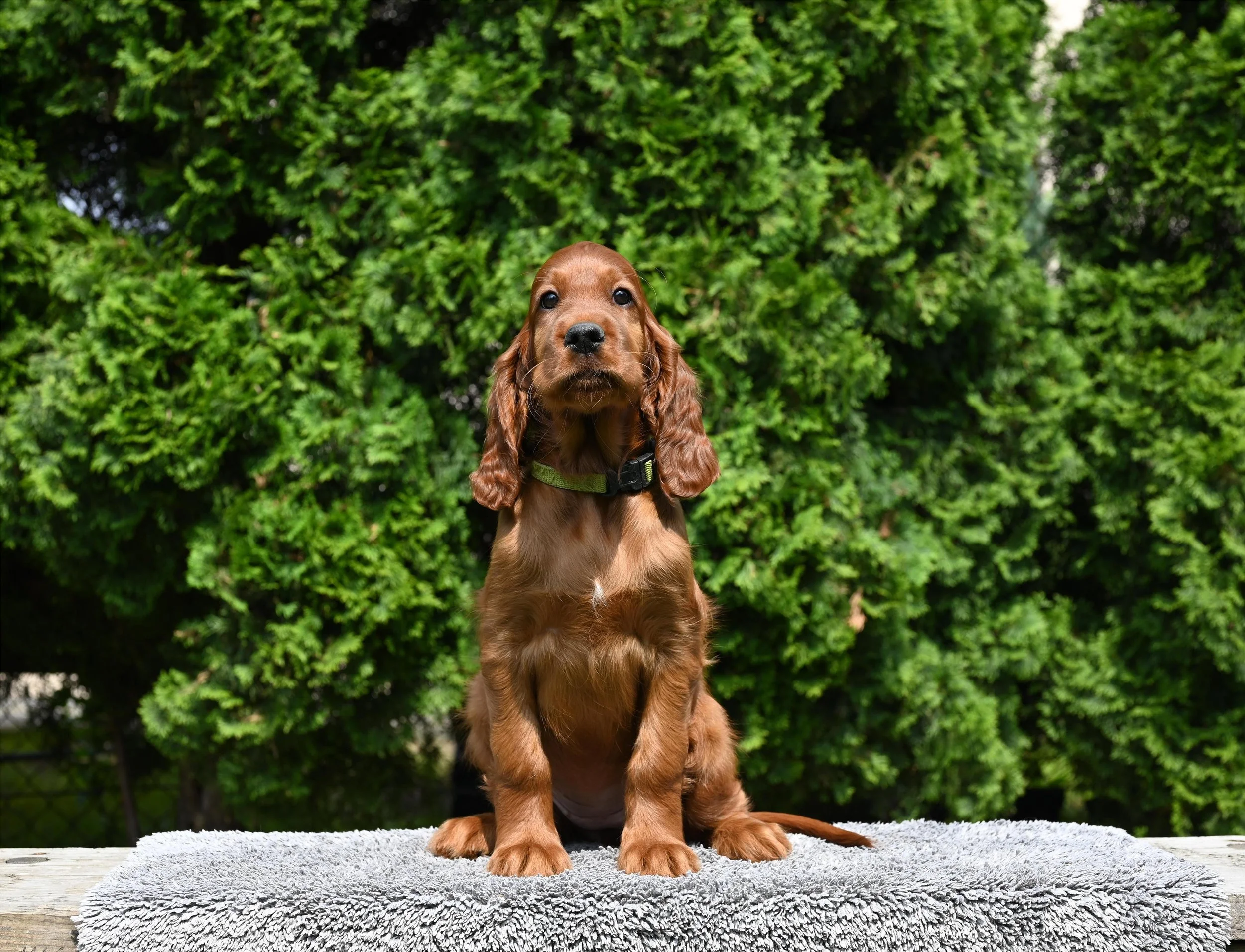 DSC_7995.JPG