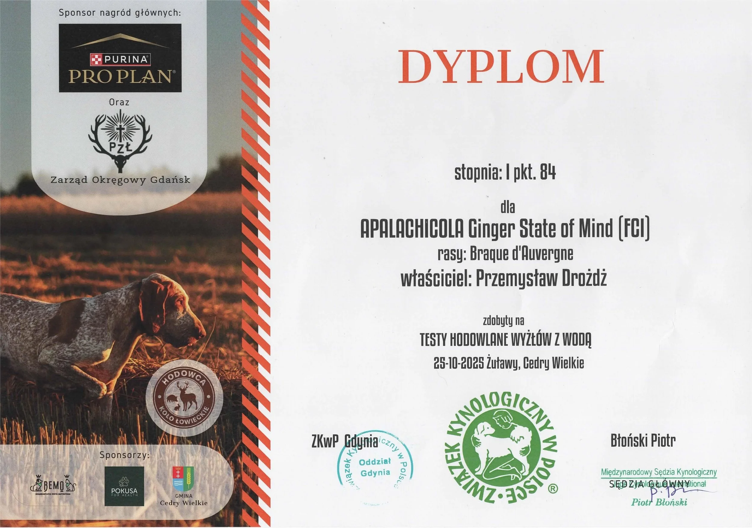 Dyplom Próby Pracy Marchewka.jpeg