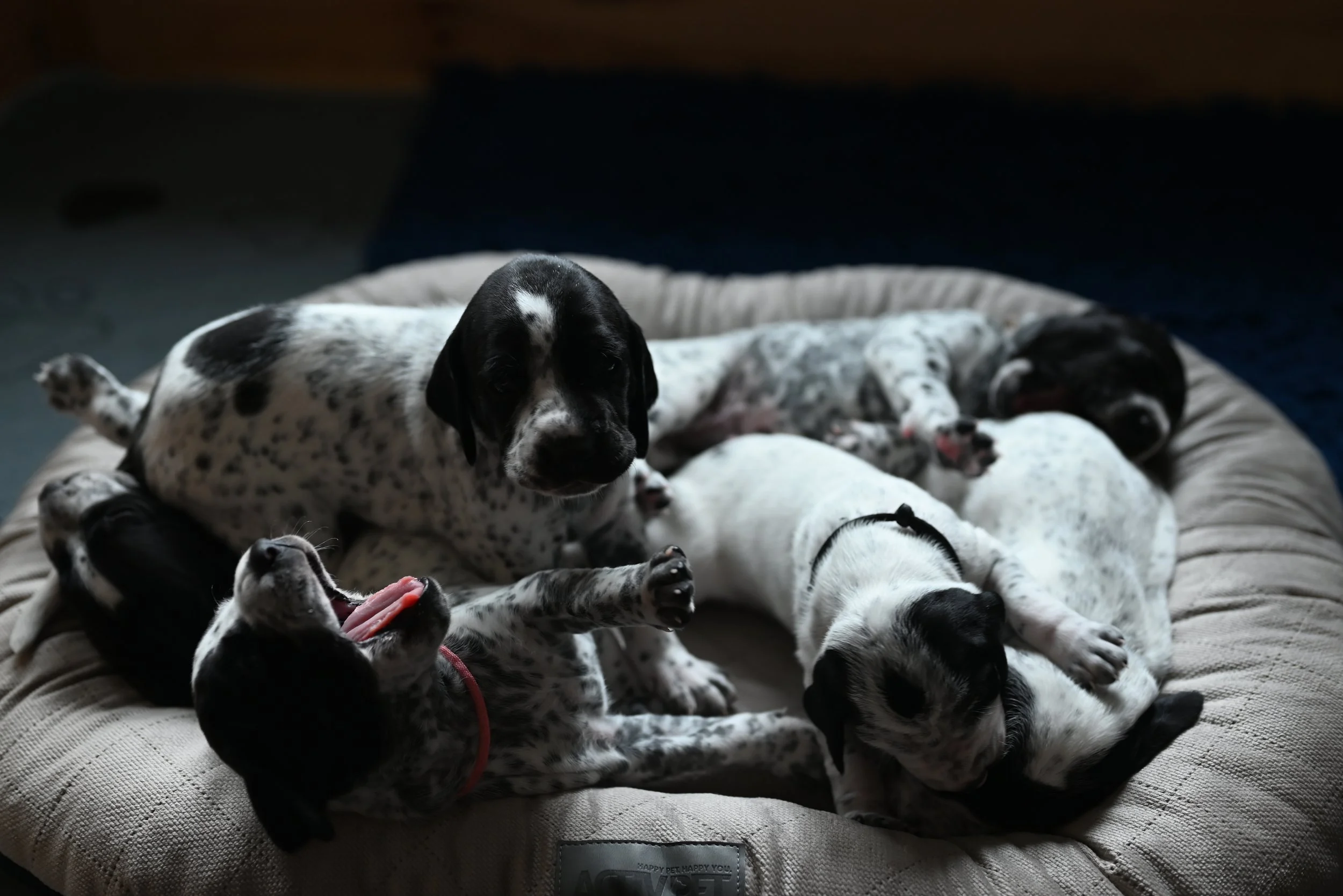 DSC_9600.JPG