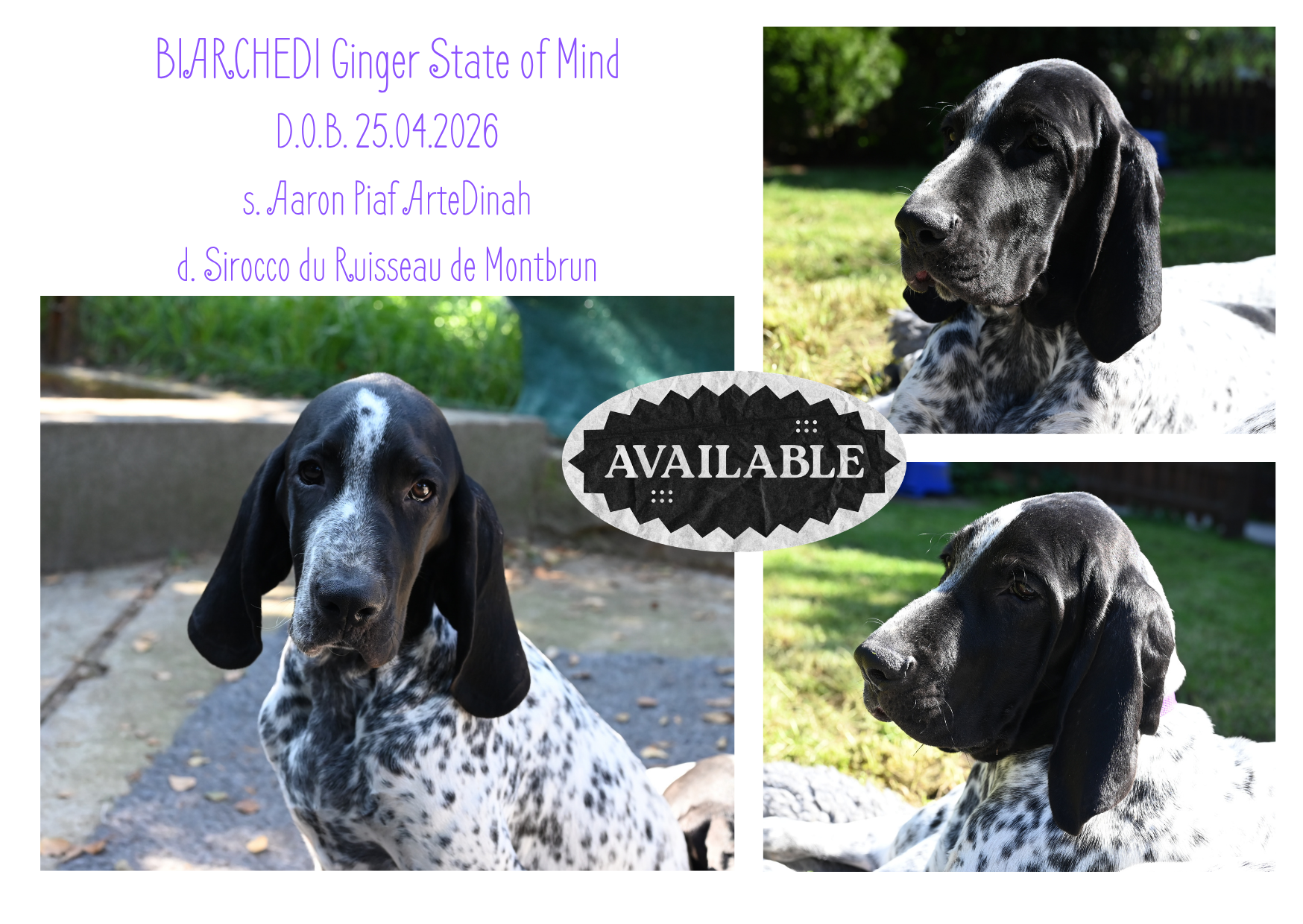 BIARCHEDI Ginger State of Mind.png