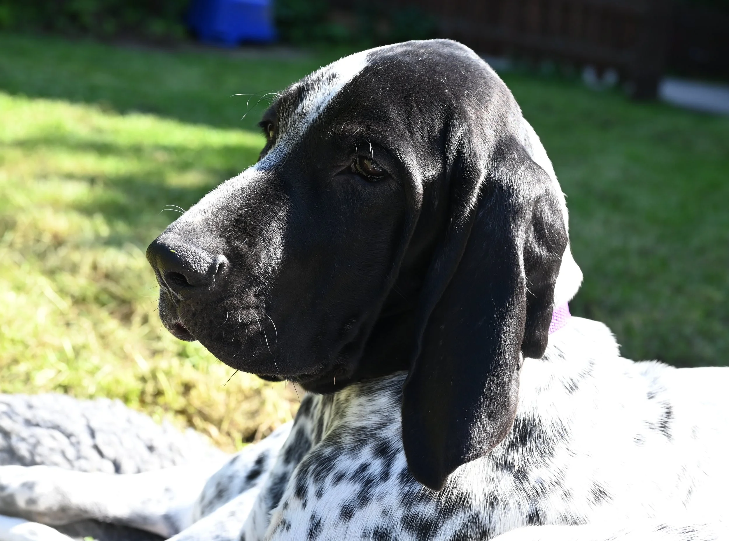 DSC_0923.JPG