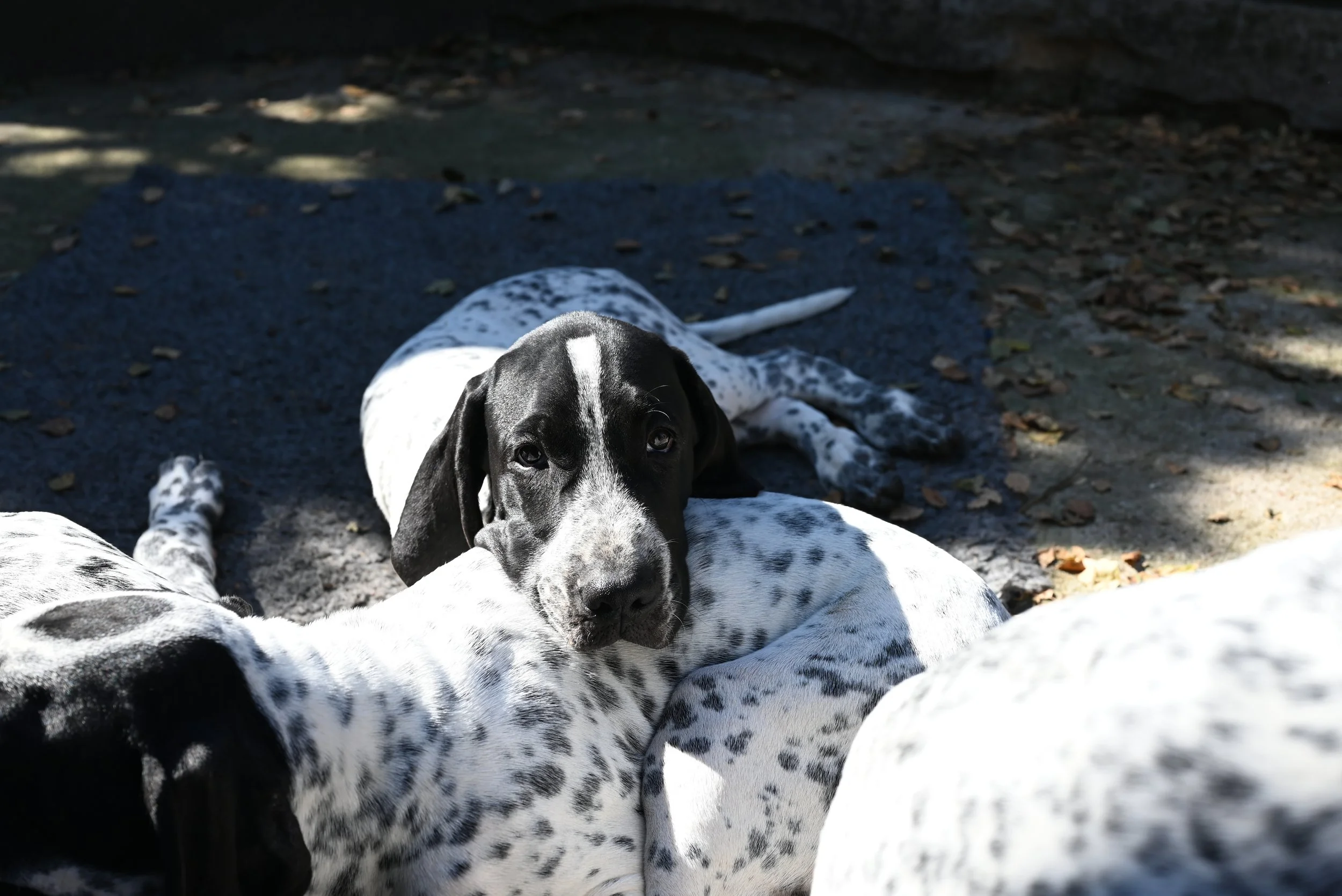 DSC_0767.JPG
